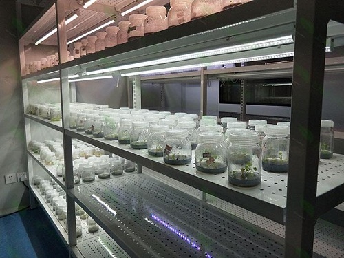 东胜植物组织培养实验室设计建设方案